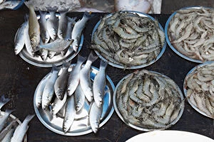 Kerala Collection: Fish and tiger prawns, king prawns, fish market, Kochi, Fort Cochin, Kerala, South India, South Asia