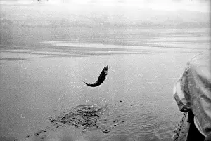Angling Prints: Fish Out Of Water
