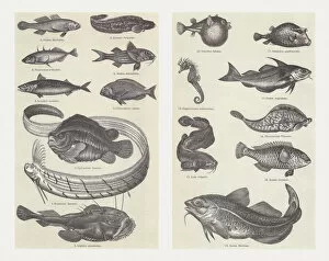 Images Dated 13th June 2018: Fish, wood engravings, published in 1897
