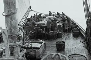Fishermen Baiting Trawls
