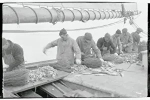 Fishermen Cutting Herring