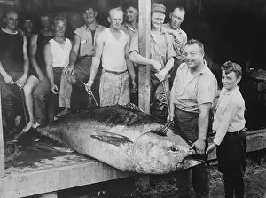 Satisfaction Prints: Fishermen Displaying Tuna