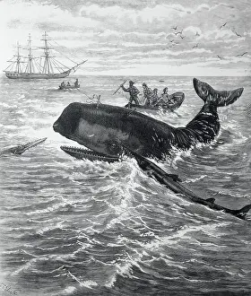 Fishermen Harpooning Sperm Whale