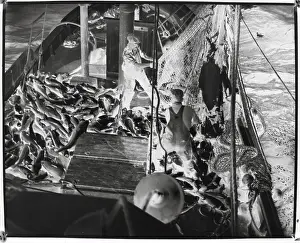 Prosperity Prints: Fishermen Hauling In Their Catch