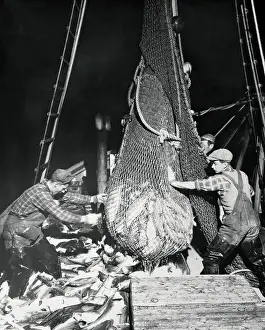 Prosperity Prints: Fishermen Hauling In Their Catch