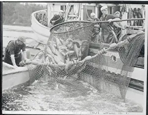 Fishermen Loading Salmon Onto Their Boat