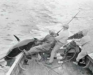 Fishermen Pulling a Bluefin Out of Water