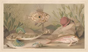 Images Dated 20th July 2015: Fishes, lithograph, published in 1868