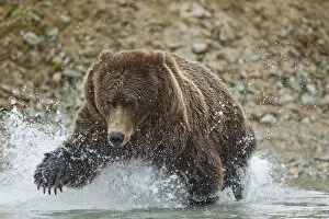Images Dated 21st September 2010: Fishing Brown Bear, Katmai National Park, Alaska