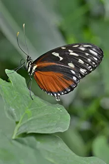 Images Dated 21st September 2013: Five-spotted Longwing -Heliconius hecalesia-, native to Colombia, butterfly house