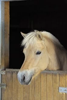 Fjord horse looking out of his box, Bavaria, Germany