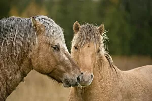 Images Dated 19th October 2012: Fjord Horses