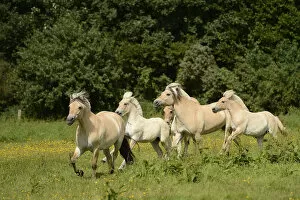 Fjord horses, Bergisch Gladbach-Refrath, North Rhine-Westphalia, Germany, Europe