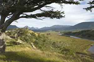 Flag / Beech Trees (Arboles bandera) - View Over Valley Landscape