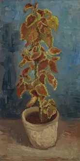 Prints of Flame Nettle in a Flowerpot. Found in the Collection of Van Gogh Museum, Amsterdam. (Photo by Fine Art Images/Heritage Images/Getty Images) Echoes of Genius: Timeless Reproductions of a Master’s Vision: Flame Nettle In A Flowerpot