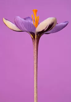 Images Dated 14th February 2011: Flamed Crocus