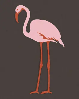 Illustr Prints: Flamingo