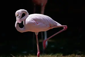 Hamilton Prints: Flamingo