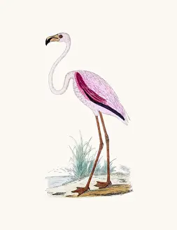 Flamingo Prints: Flamingo bird