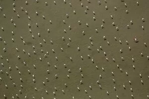 Images Dated 16th July 2014: Flamingo flock, Pink Flamingos -Phoenicopterus roseus-, above the low water