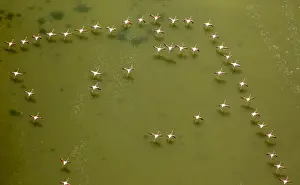Phoenicopteriformes Prints: Flamingo flock, Pink Flamingos -Phoenicopterus roseus