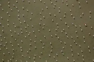 Flamingo flock, Pink Flamingos -Phoenicopterus roseus-, above the low water, Saintes-Maries-de-la-Mer, Camargue, Provence-Alpes-Cote dAzur, France