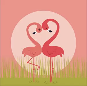 Images Dated 30th January 2018: Flamingo love