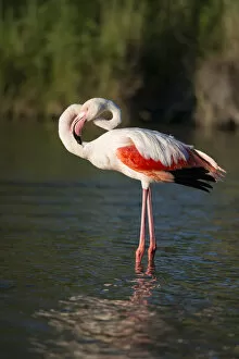 Images Dated 22nd May 2013: Flamingo -Phoenicopteridae-, standing in water, Camargue, Southern France, France