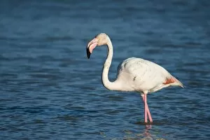 Images Dated 22nd May 2013: Flamingo -Phoenicopteridae-, standing in water, Camargue, Southern France, France