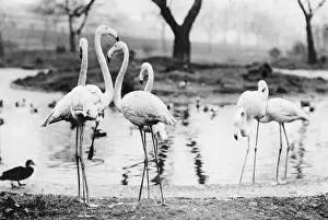 Flamingoes