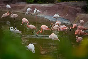 Images Dated 15th March 2017: Flamingos