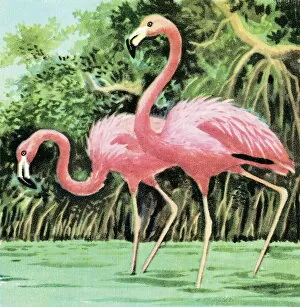 Environmental Conservation Collection: Two flamingos