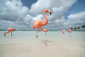 Images Dated 14th April 2015: Flamingos in Flamingos Beach. Aruba