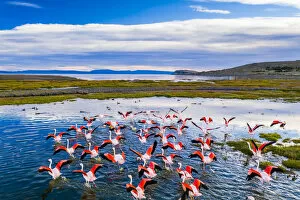 Flamingos flying over the lake at sunrise. Argentina, Lago Argentino