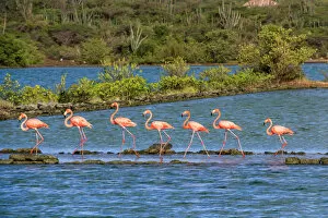 Images Dated 7th August 2013: Flamingos at Jan Kok, Curacao