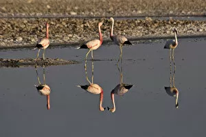 Mirrored Gallery: Flamingos (Phoenicopteridae), San Pedro de Atacama, Atacama Desert, Chile, South America