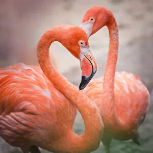 Images Dated 3rd October 2016: Flamingos in shape of heart