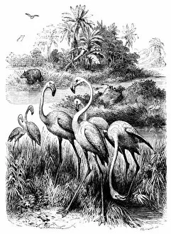 Images Dated 30th April 2017: Flamingos (Victorian engraving)