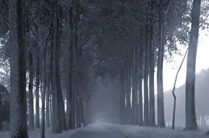 Flanders in the rain