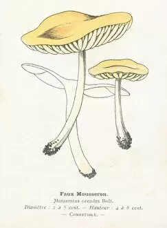 Images Dated 29th January 2018: Flase mousseron mushroom engraving 1895