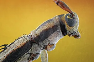 Images Dated 21st February 2014: Flat-Faced Longhorn
