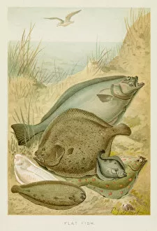 Images Dated 26th October 2018: Flat fish chromolithograph 1896