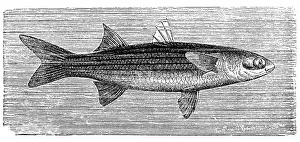 Flat Prints: Flathead mullet (Mugil cephalus)