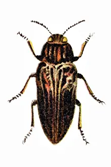 Insect Lithograph Prints: Flatheaded pine borer, Chalcophora mariana