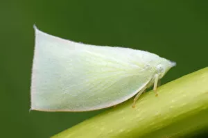 Insects On Earth Gallery: Flatid Planthopper