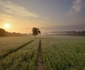 Images Dated 28th September 2018: Flax field at dawn