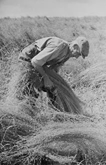 Flax Harvest