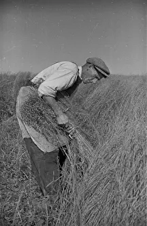 Roles Prints: Flax Harvest