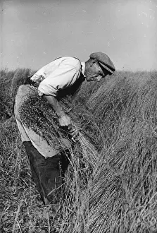 Flax Harvest