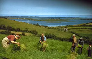 Flax Harvest